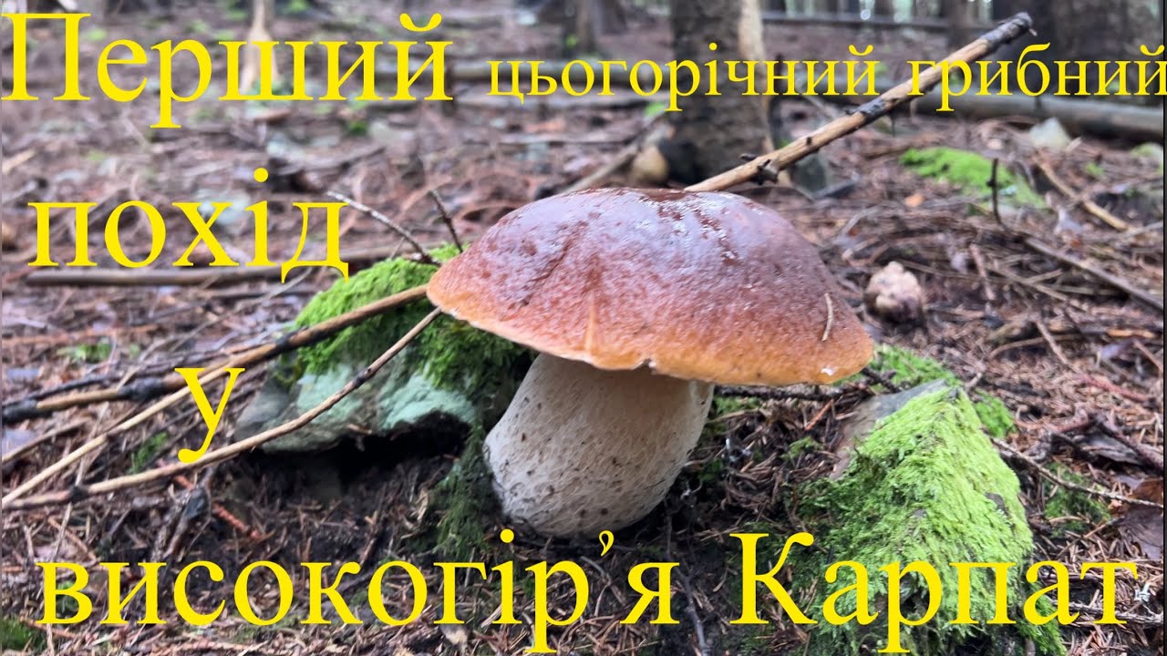 Перший цьогорічний грибний похід у високогірʼя Карпат