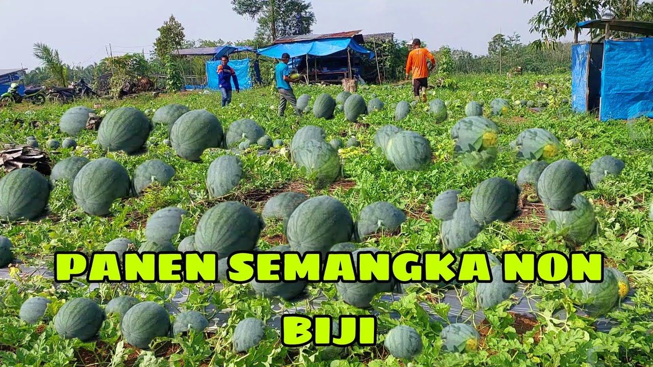 menanam semangka non biji sampai panen