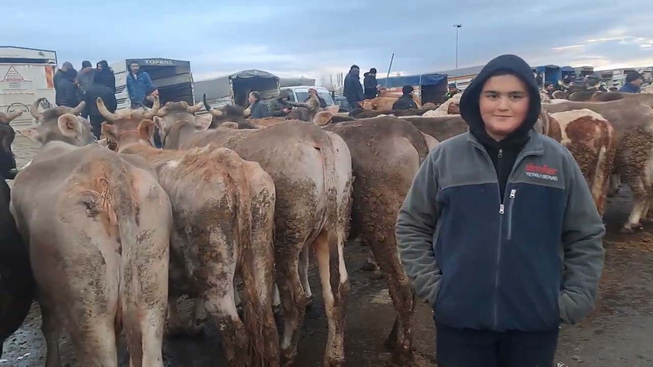 14.02.2026 Sivas Şarkışla hayvan Pazari beğeni yapmayı unutmayalım teşekkürler. 