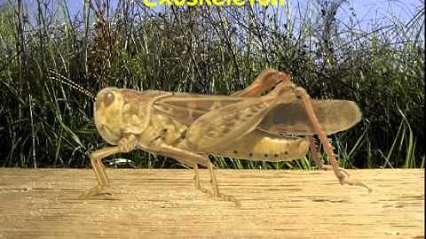 1. Insect external structure