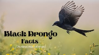 Black Drongo Facts - Drongo ordinaire - कोतवाल-कालो चिबे-ആനറാഞ്ചി-Karung Karichaan - কালা ফিঙে-Birds