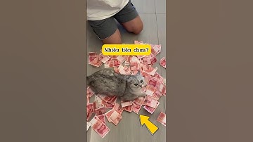 Tiểu Mi Tìm Quỹ Đen p6 #thúcưng #vậtnuôi #chómèohàihước #funny #pets #cat #meo #chómèodễthương #cute