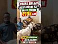 Bakra Bharai Mein Rakhna Hai?#goat #bharai #goatfarming #bakra #viralgoat #heavyweightbakra #shorts