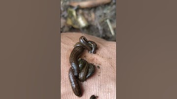 During the Trekking session, OMG Leech bit my leg #shorts #jungle