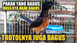 murai batu trotolnya bagus || pakan murai batu loloh induk