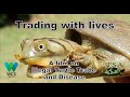 Trading with lives a film on illegal turtle trade and disease