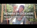 Siembra en Diciembre | Cultivo Escalonado! Hemisferio Sur (Junio Hemisferio Norte)