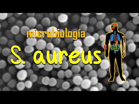 Vídeo: Staphylococcus Aureus En La Nariz: Síntomas Y Tratamiento, ¿cómo Se Transmite, Por Qué Es Peligroso?