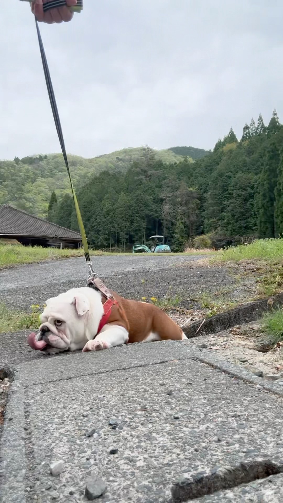 ブルドッグ男の子。生後175日。 #ブルドッグ #大型犬のいる生活