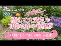 【おすすめ春の宿根草🌸植えて大満足8選】可憐で美しい草花🌿庭がグンとおしゃれになる庭づくり/ガーデニング*ナチュラルガーデン