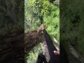 check the height of the tree #ayisupriatnamadu #nature