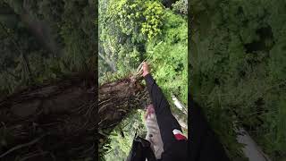 check the height of the tree #ayisupriatnamadu #nature