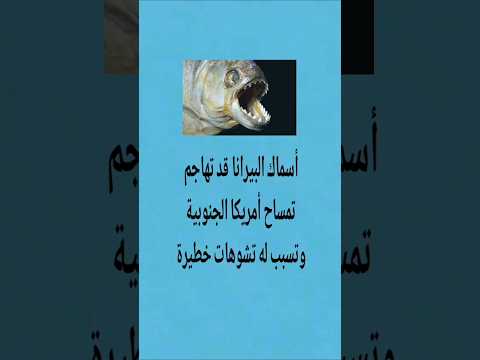 معلومة مدهشة عن سمك البيرانا الجزء ٢ معلومات هل تعلم البيرانا 