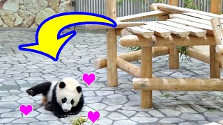 It's unbelievable, She Jump off by herself【Panda cub Fuhin】