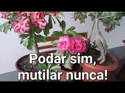 Vídeo: Como você poda um flamingo rosa?