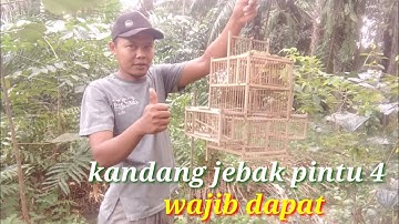 Mikat prenjak,,!!! menggunakan kandang jebak