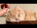 短足猫にヘッドマッサージをすると気持ち良すぎてこうなる…笑【保護猫】