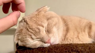 短足猫にヘッドマッサージをすると気持ち良すぎてこうなる…笑【保護猫】