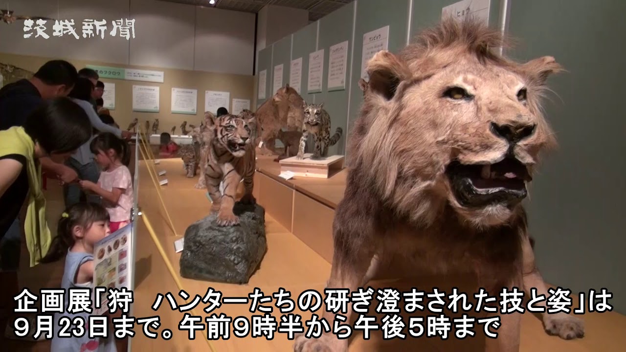 狩りをする生きものを集めた企画展 Youtube