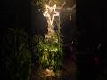 Christmas season mode on.....