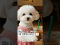 👉EP.3《엄마숑이의 하루》그 날, 카페에서- That Day, at the Cafe #shorts #bichonfrise #bichoncooking #bichon #강아지