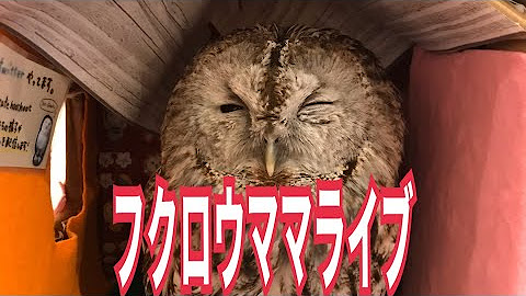 Owl Cafe Hoothoot Youtube Owl Cafe Hoothoot Youtube