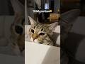 Katze YouTubeShorts Lustig Süß Haustiere