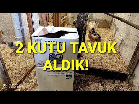 2 KUTU TAVUK GELDİ ! 5 TAVUK 1 HOROZ OLDULAR