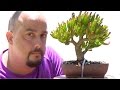 Hacer bonsai con plantas crasas y suculentas