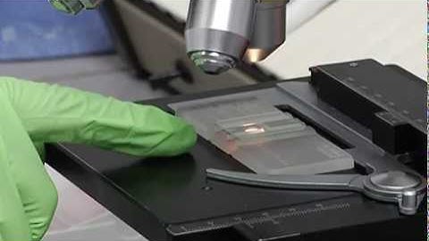 4 White Cell Count:  Microscope Check