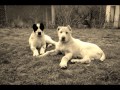 АКЕЛА И БАГАНА  3х3 ВИДЕО