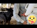 Bottle feeding horse | It happened again 😳 But this time we are prepared 🍼🐴