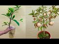 Creative Method Grafting Sapodilla Tree with banana and Aloe Vera