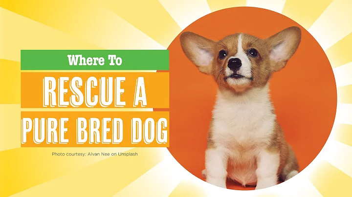 Where to Adopt a Pure Bred Dog