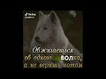 Цитаты волка из тиктока подборка #17