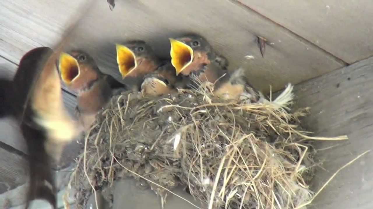 baby birds being fed