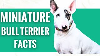 Miniature bull terrier  Top 13 Facts