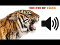 Tiger Sounds All Types Of Sounds Make By Tigers Tiger Sounds All Types Of Sounds Make By Tigers