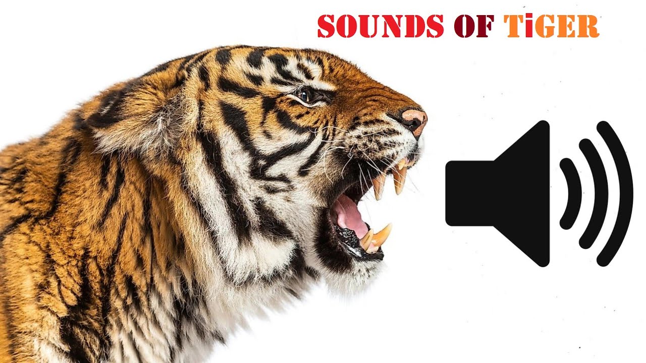 Tiger Sounds  All Types Of Sounds Make By Tigers