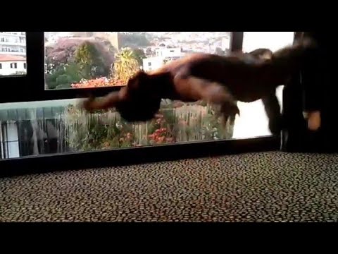 Wild Santa Dice | CÓMO REGISTRARSE EN EL CASINO EN LÍNEA 1WIN