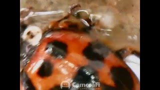 Ladybug Observation video with CameraFi