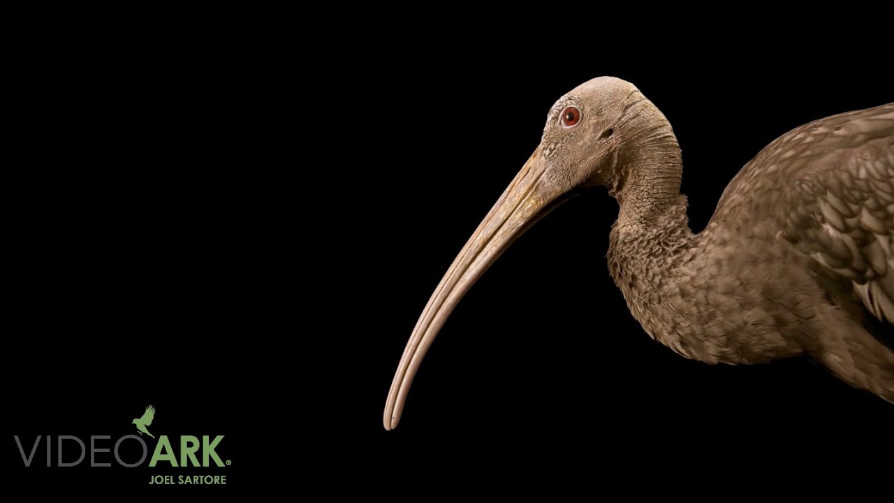 A critically endangered (IUCN) and federally endangered giant ibis (Thaumatibis gigantea) at ACCB.