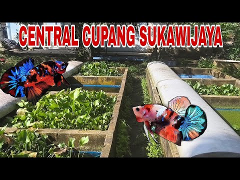 Update kolem ikan hias di sini !!