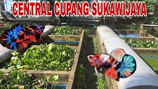 Download Lagu Update kolem ikan hias di sini !! MP3