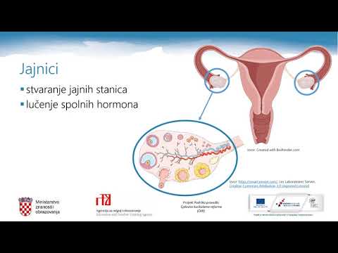 Biologija, 3.r. SŠ - Građa i uloge muških i ženskih spolnih organa