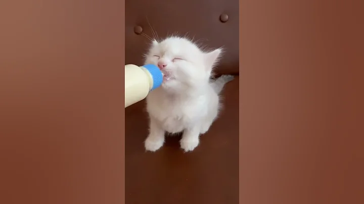 Watch the video about Cute Kitten Eating #kitten #meow #kittenlove #meowing #funny