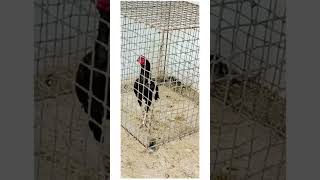 Shok #video #viral #shok #shortfilm #rooster #aseelfarming #aseel #youtubeshorts #aseelmurga