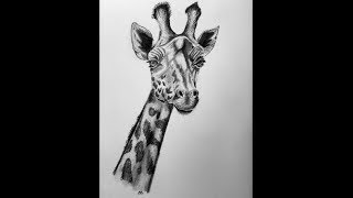 Giraffe Drawing | Timelapse