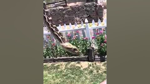 Friendly gopher snake