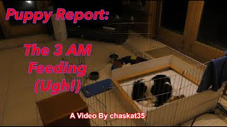 Puppy Report: The 3 AM Feeding (Ugh!)